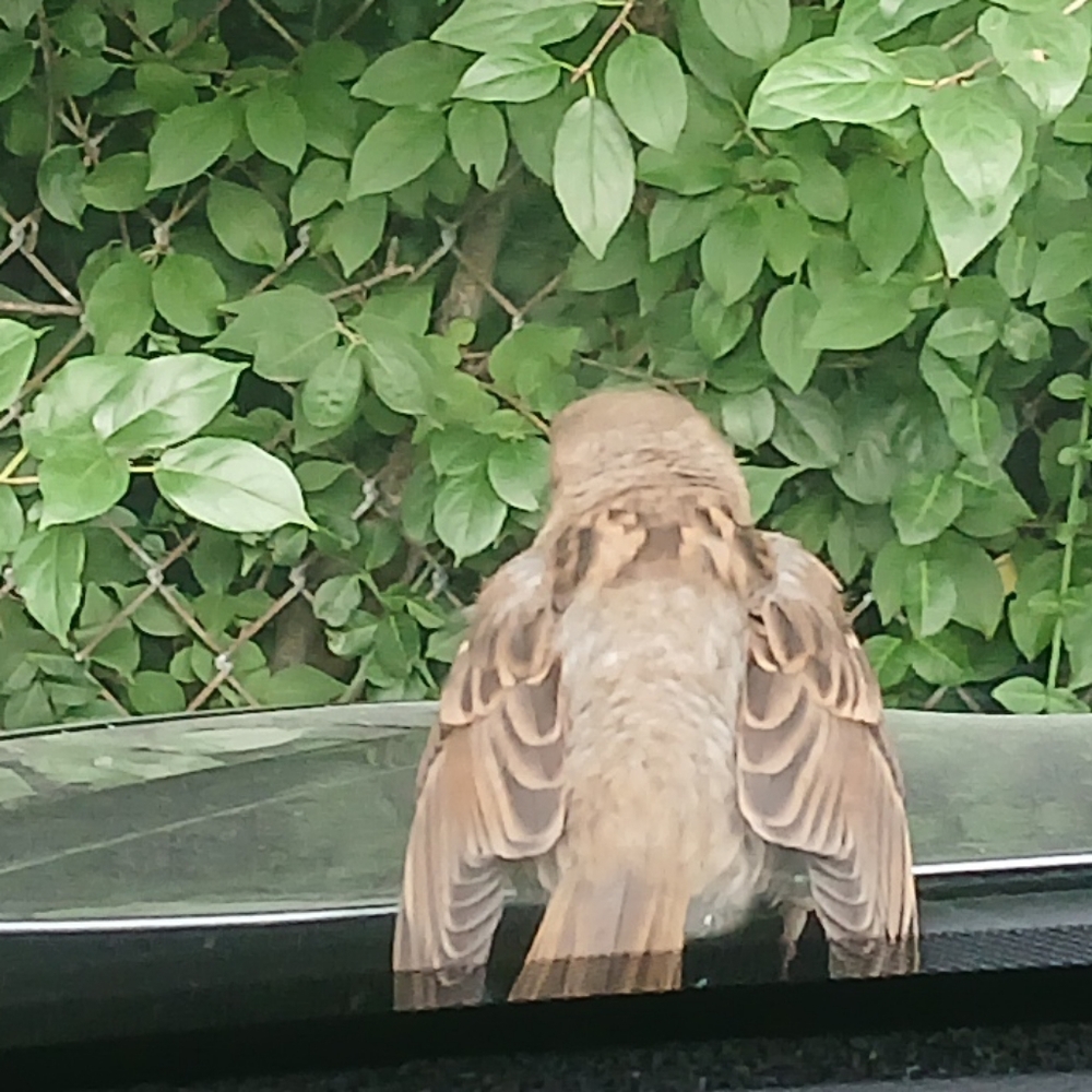 Meet your Posher, Cina